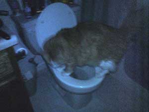 Toilet Drinking Cat